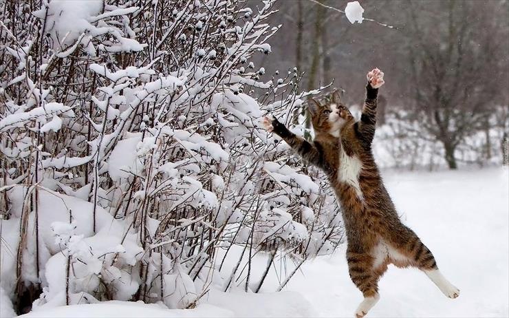 Fauna i Flora  - kocie igraszki z zimą.jpg