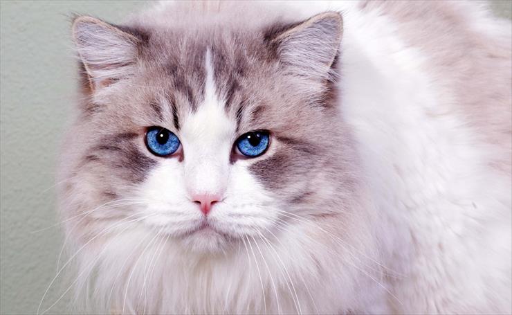 96 Photos and Wallpapers HD - Cute-cat-blue-eyes.jpg